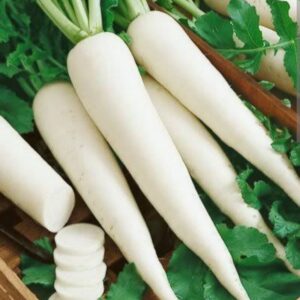 Raddish ( mulli) 25 piece