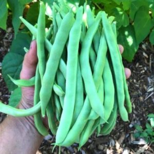 Beans ( lobiya ) 5 kg