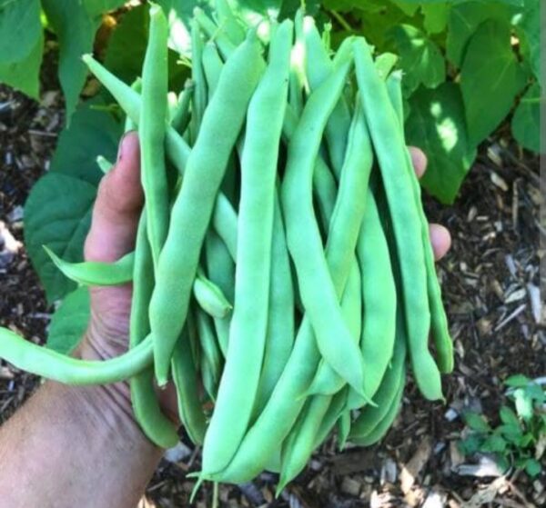 Beans ( lobiya ) 5 kg